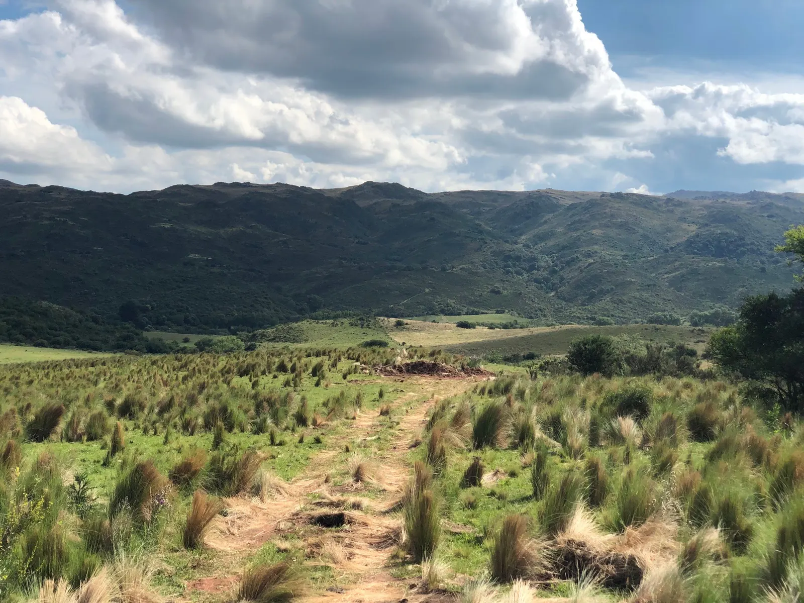 A dirt trail through tufted grass toward green hills under a cloudy sky in the sierras of Córdoba.